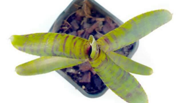 Neoregelia 'Wee Willy' Grace Goode Miniature Bromeliad смотреть онлайн