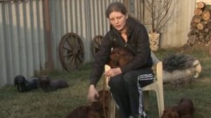 GoodDog. Длинношерстные таксы.