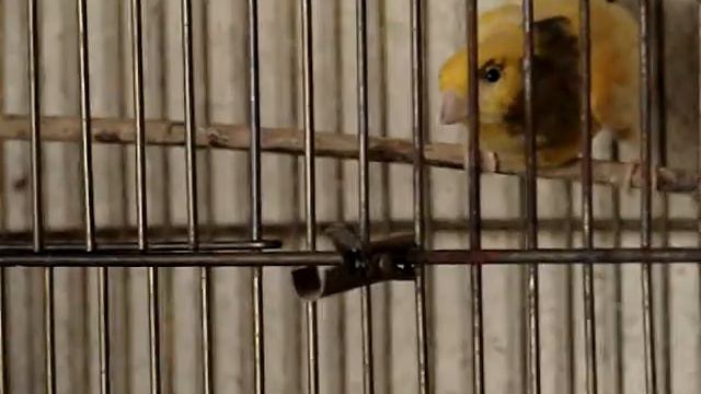 Кенар кровожадный смотреть онлайн