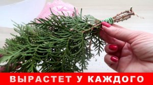 С этим НЕОБЫЧНЫМ способом туя вырастет у каждого