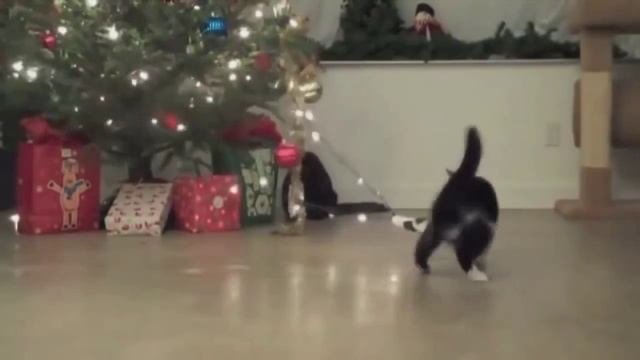 СМЕШНЫЕ КОТЫ И НОВОГОДНИЕ ЕЛКИ! Смешные коты и кошки видео приколы