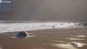 RILTIM, DNDM, DAVIT BARQAIA, IMAZEE, ZUBI, HUSSEIN ARBABI, MZADE, GHAMARNI, MYRIAM FARES #181