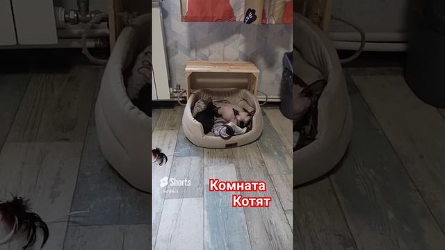 Два сфинкса и ориентал. Радуюсь смотря на них#канадскиесфинксы #котята # ориентальныйкот