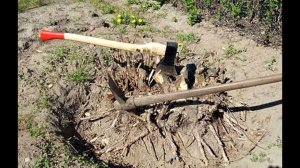 Как легко выкорчевать куст старой смородины? Как выкорчевать куст на участке?