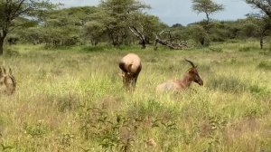 САФАРИ / парк Серенгети в Танзании