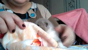 Как правильно прикармливать котят. Или первый прикорм котенка
