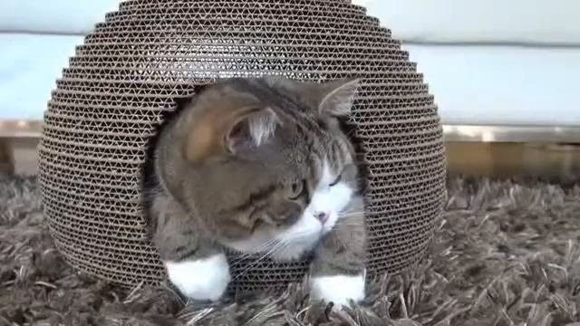 Кот несмеян - это характер! Интересные моменты! смотреть онлайн