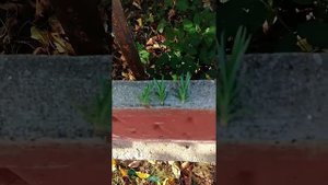 Обновляю в октябре гвоздику лилипот/ Как в октябре заготовить черенки в открытом грунте