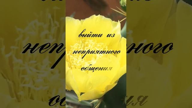 Настрой на день. Аффирмация. Личные границы. Ты имеешь право. #посланиедня