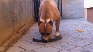 Питбули|самые прекрасные собаки|Питбуль Buna