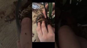 Обзор коры для орхидей 10-30 и 20-40 мм от Елены Гринь