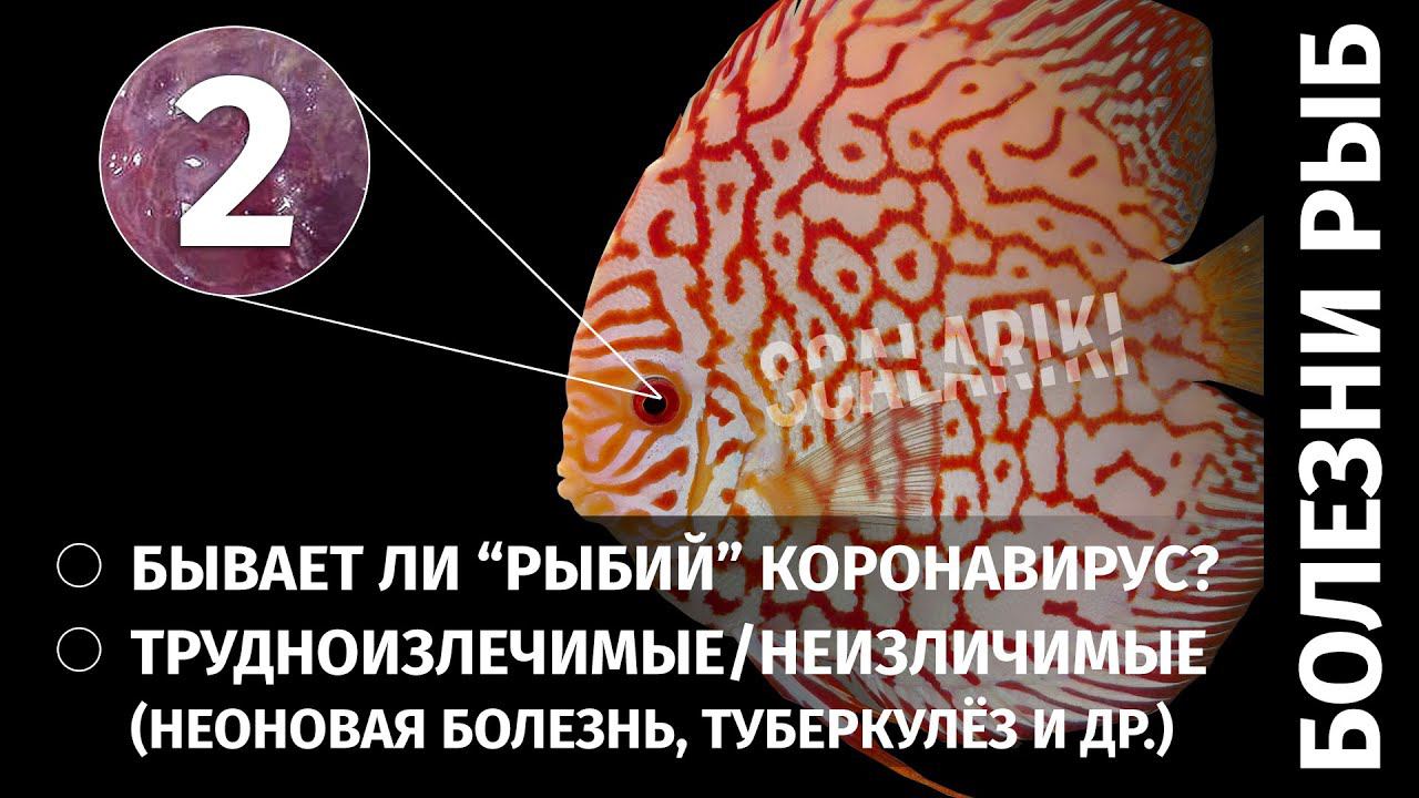 Болезни аквариумных рыб. Часть 2. Неизлечимые и передающиеся от рыб человеку болезни