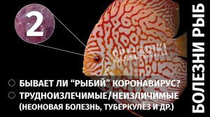 Болезни аквариумных рыб. Часть 2. Неизлечимые и передающиеся от рыб человеку болезни