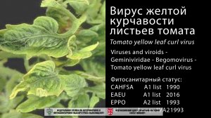 Вирус желтой курчавости листьев томата (Tomato yellow leaf curl virus)