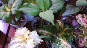 Колеусы. Сказочная красота. Новинки. Колеусотерапия.