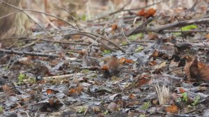 Зяблик, наблюдение птиц в Великом Новгороде, 25 марта 2024