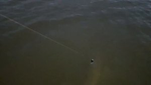 Трофейный амур! Fishing crimea, белый амур рыбалка удалась