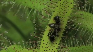 Венерина мухоловка, Росянка | Как хищные растения поедают свою жертву?!