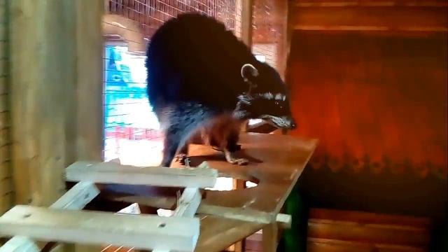 Тематический Контактный Зоопарк "ТЕРЕМОК" смотреть онлайн