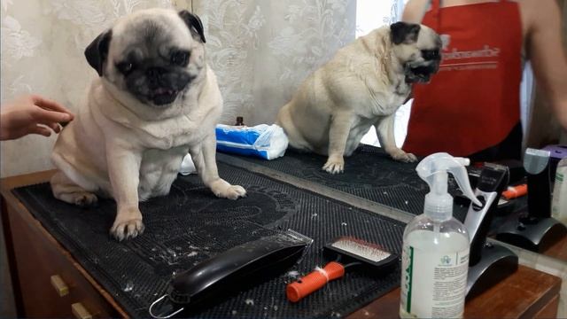 Груминг мопса. Grooming for pug.