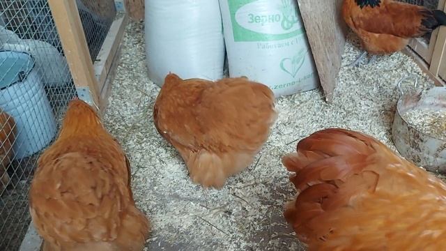 ЧУДЕСА ЗИМНЕЙ ЯЙЦЕНОСКОСТИ КУР смотреть онлайн