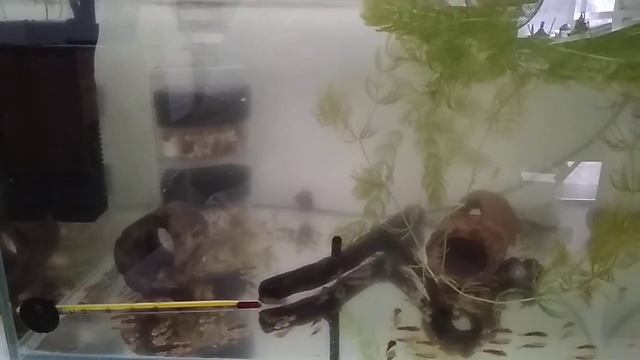 Бои продолжаются... Новые самки для меченосца... Роголистник к анциструсам... Креветки в малявочник смотреть онлайн