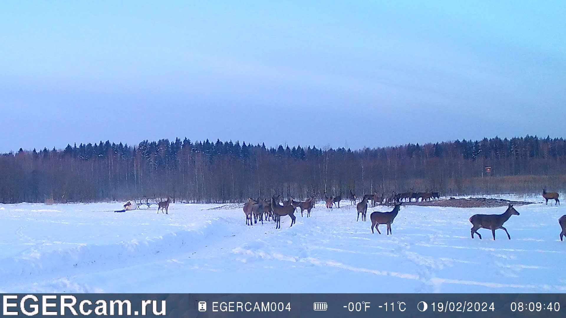 Олени. Всем для подъёма настроения в понедельник )
Всегда свежие фото и видео с фотоловушек Егерькам