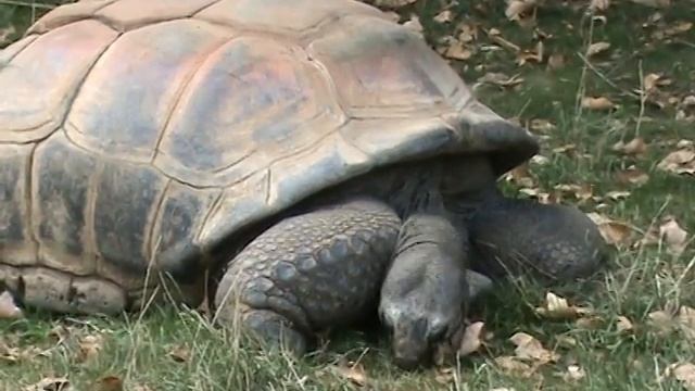 Шёнбрунн-Галапагосская черепаха, 2/3 смотреть онлайн
