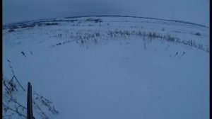 Хитрый Лис, охота на лису с манком