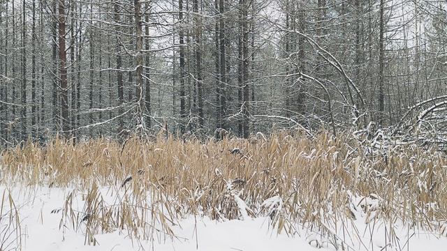 Заснеженный лес. ч.12. Декабрь 2023