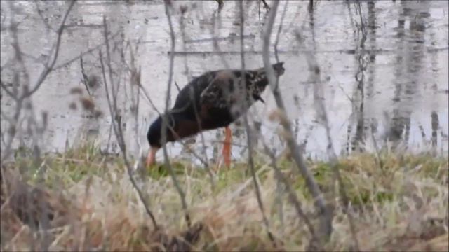 Красная Книга Новгородской области, Турухтан в брачном оперении, наблюдение птиц 28 апреля 2024