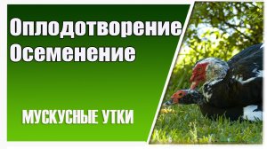 Если утку потоптал селезень другого окраса, останется ли след и как надолго. Почему я держу раздельн