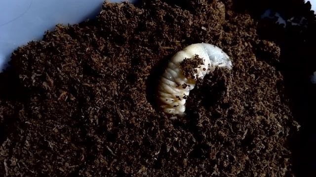 Rhino Beetle Larvae Digging Its Way Back Into Soil | Funny Insect | HD Film смотреть онлайн