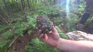 КРОЕМ КРЫШУ НА БАНЕ В ТАЙГЕ. ИЩЕМ КЕДРОВЫЙ ОРЕХ.