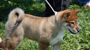 японские породы собак