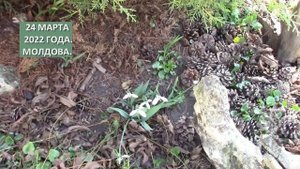 ГАЛАНТУСЫ ПЕРВЫЕ ВЕСЕННИЕ ЦВЕТЫ,  ГДЕ ЛУЧШЕ ИХ ПОСАДИТЬ!?