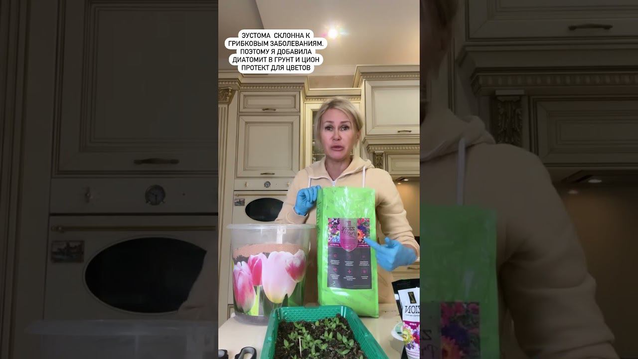 Пикируем рассаду эустомы. Часть 2