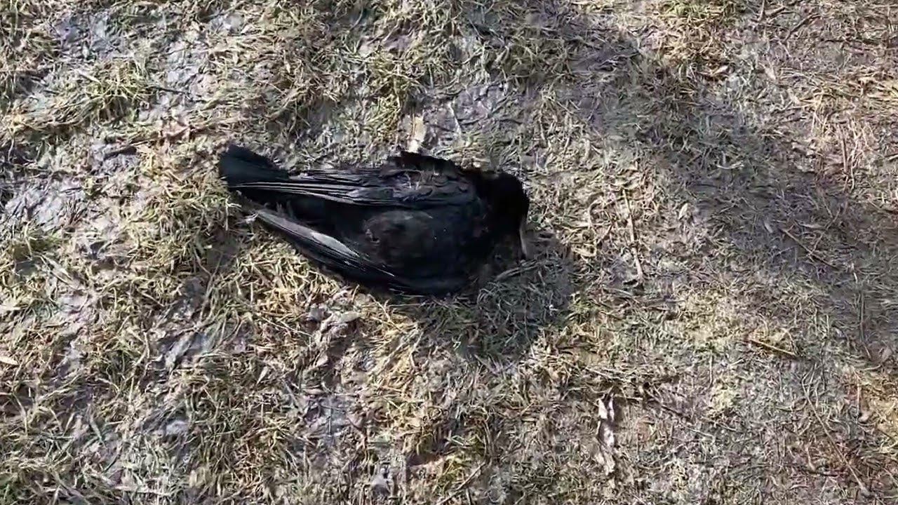 Кто-то или что-то убивает Воронов, очень жалко смотреть онлайн