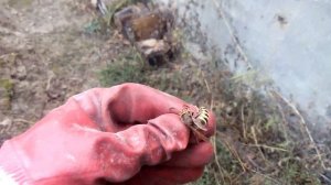Шершень | Как выглядит жало шершня | Vespa crabro