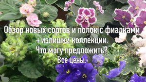 Обзор полок с фиалками. Излишки коллекции 2024