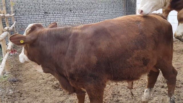 SIMMENTAL BUQALAR SOTILADI ☎️99-972-45-69. yetkazish be pul.