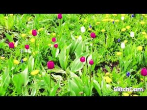 Bumblebees trees flowers ,workaholic,шмели трудяги,ЦВЕТЫ