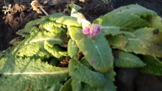 Примулы в декабре смотреть онлайн