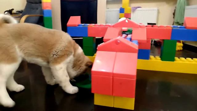 Американская акита#щенки#sale смотреть онлайн