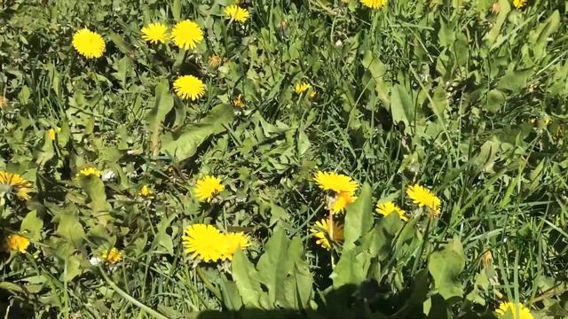 Домашнее цветоводство. Милая полянка одуванчиков во дворе дома. смотреть онлайн