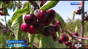В России взлетели цены на черешню