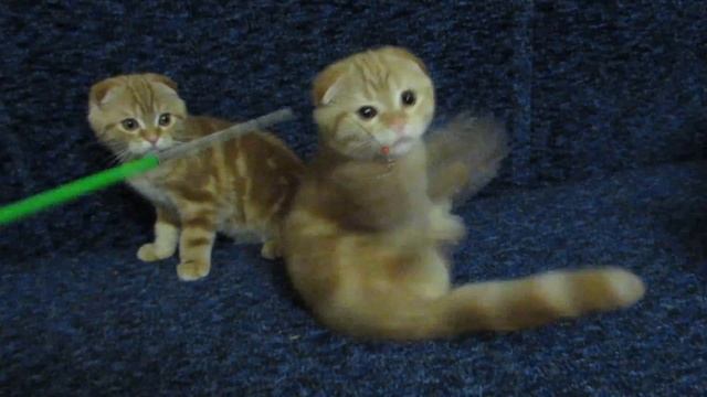 Шотландские вислоухие котята, помёт "В" 3 мес.
