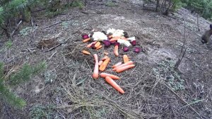 Зайцы в западне.