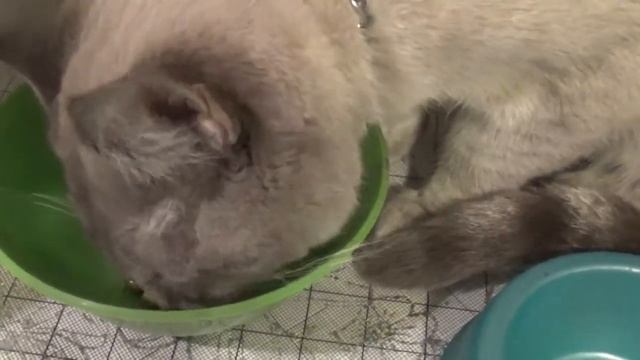 Семён и консервированный зелёный горошек смотреть онлайн