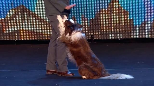 Собака Невероятно проявила себя на сцене! Шоу талантов... смотреть онлайн